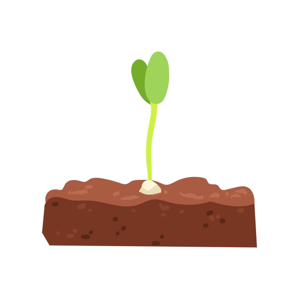 seedling sprouting from soil vector