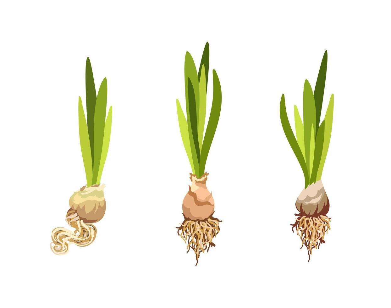 Bulbs with green shoots and roots vector