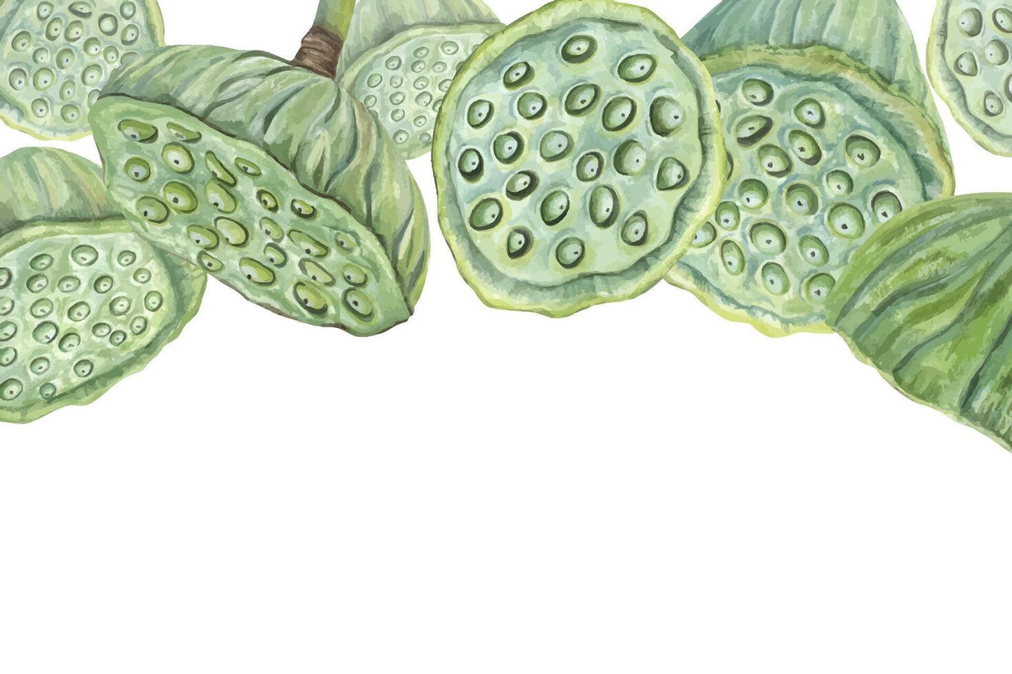 Close-up of lotus seed pods vector