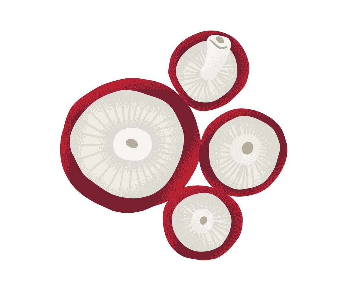 Illustration of colorful mushrooms vector