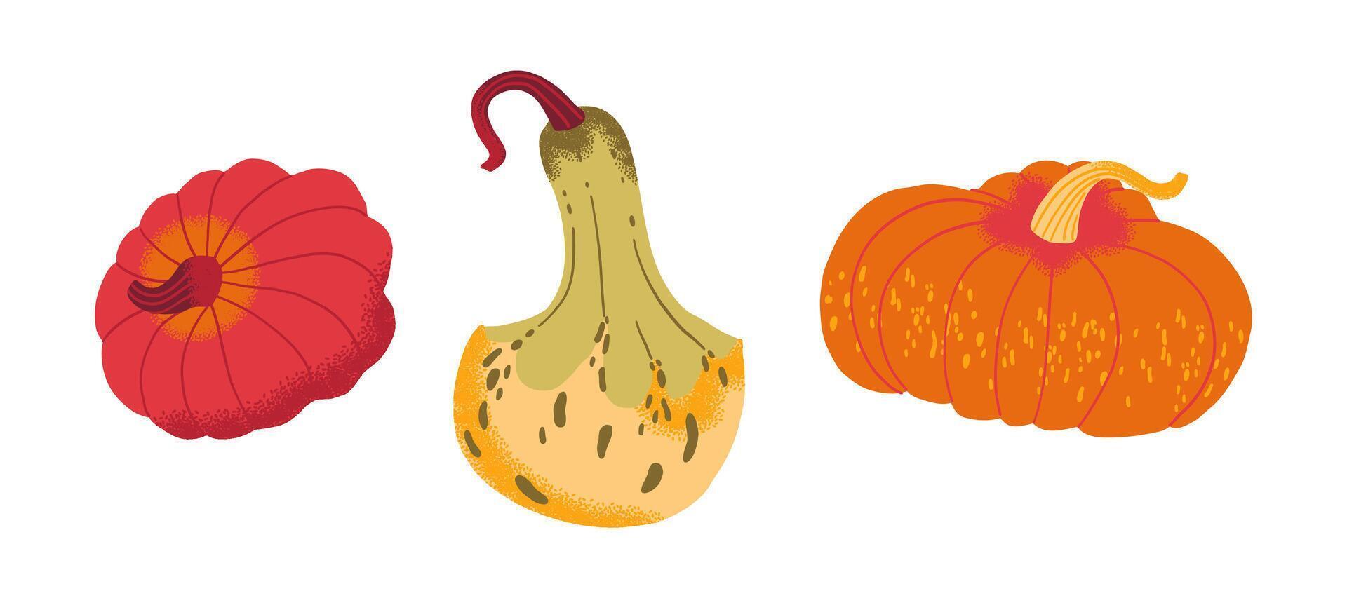 Colorful pumpkins for autumn decorations vector