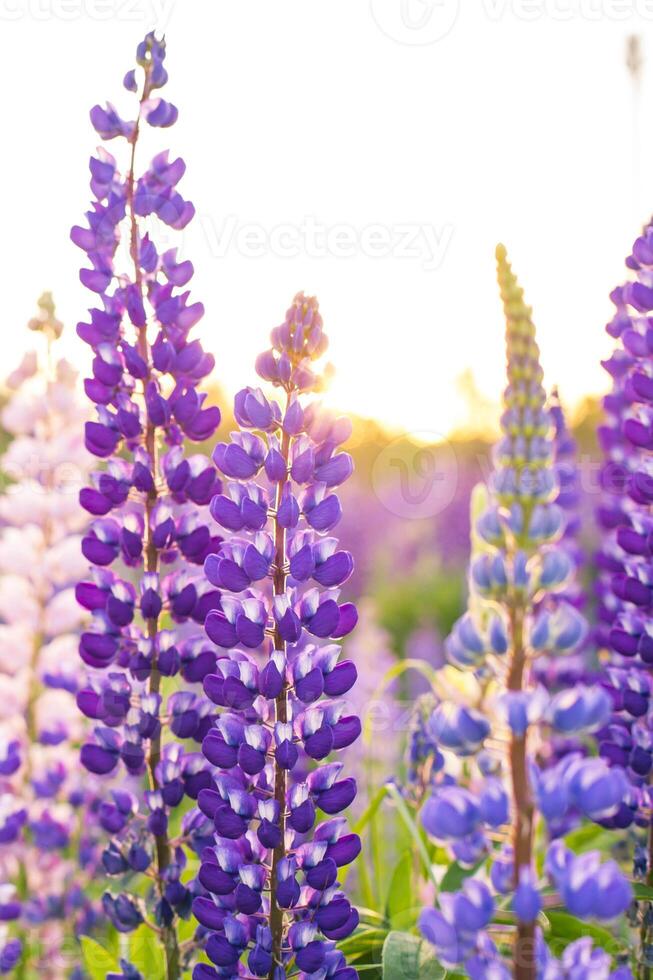 moscow, russia, 06.07.2017 A field of purple flowers with the sun shining on them photo