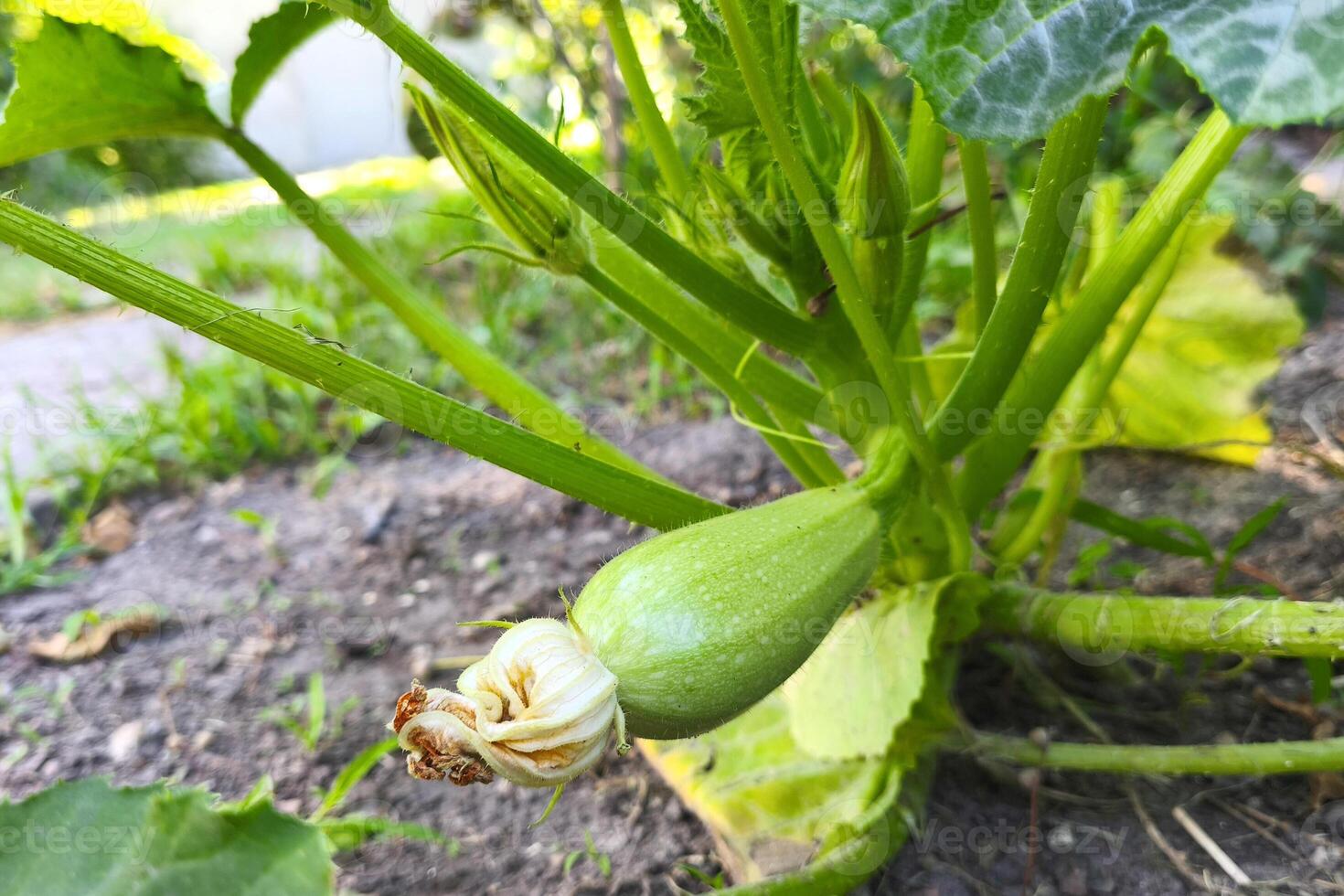unripe green zucchini with yellow flower growing on a bed of ground among green foliage. Harvest, farming and agriculture concept photo