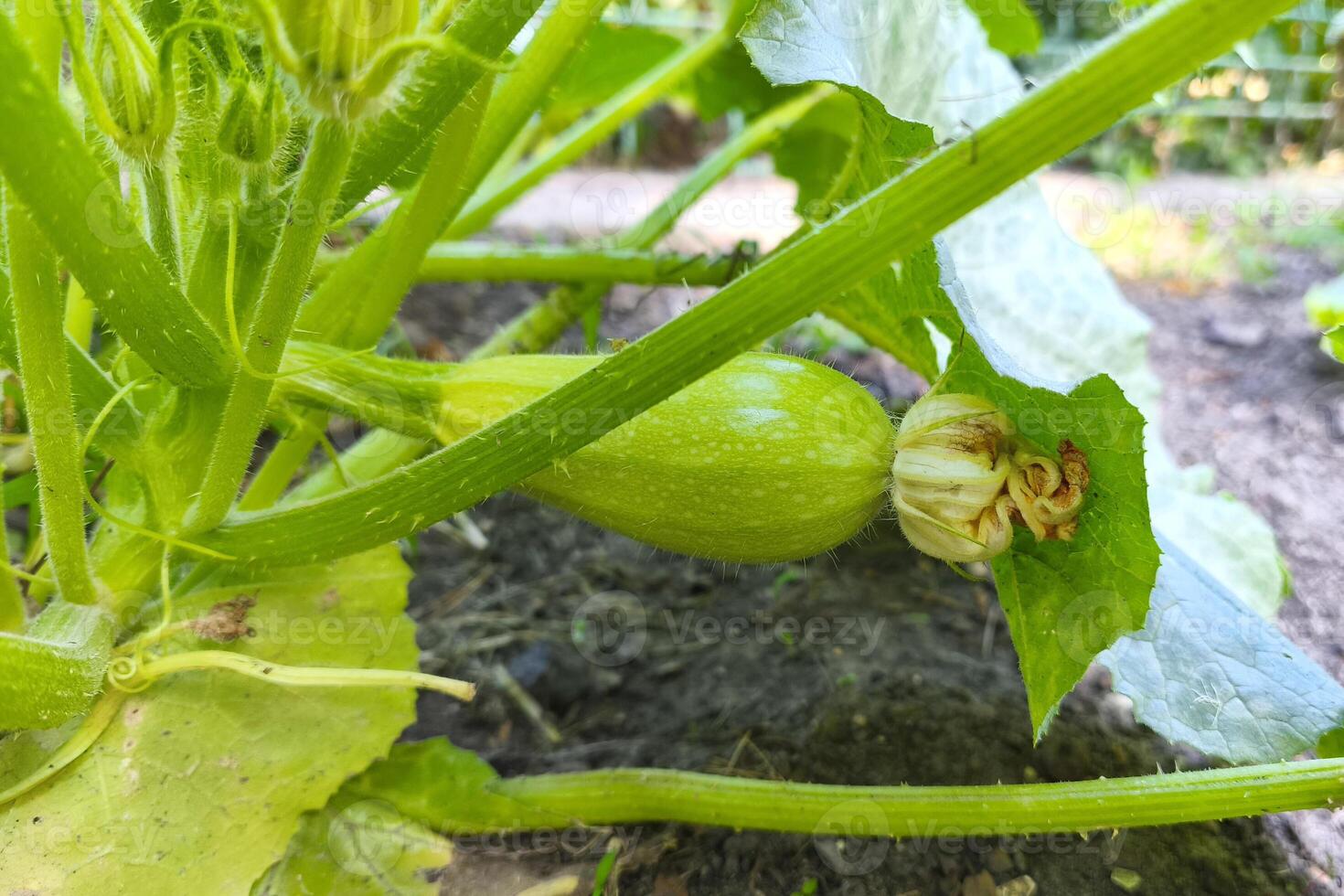unripe green zucchini growing in a garden bed among green foliage on a sunny summer day. Harvest, farming and agriculture concept photo