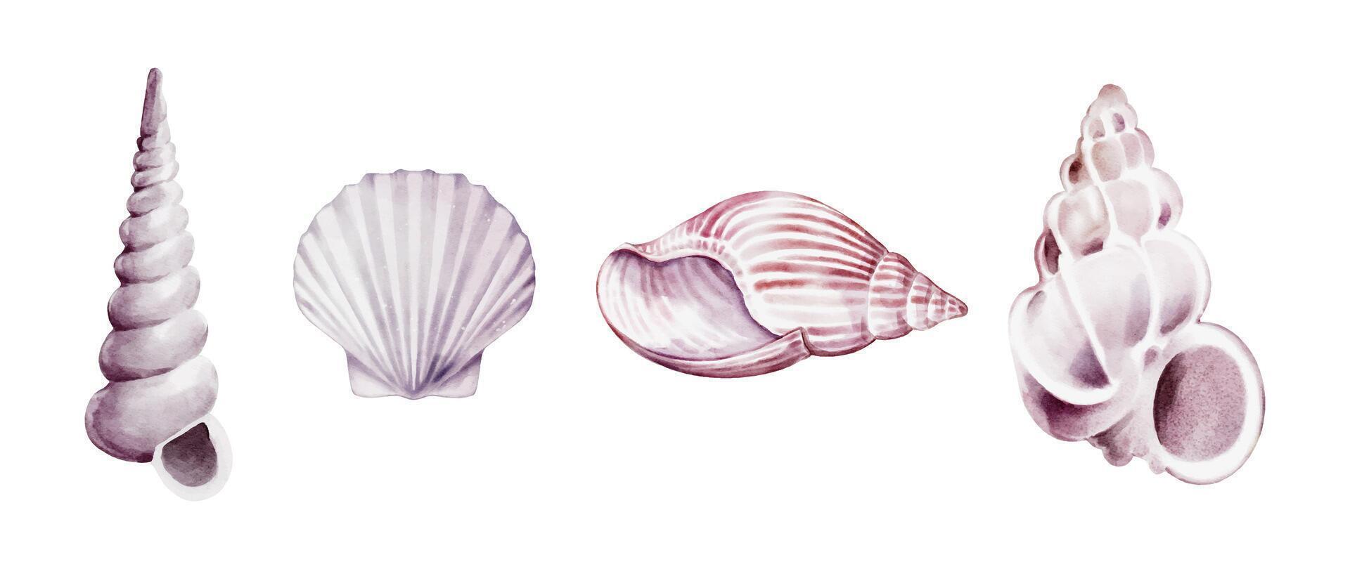 Variety of watercolor shell illustrations vector