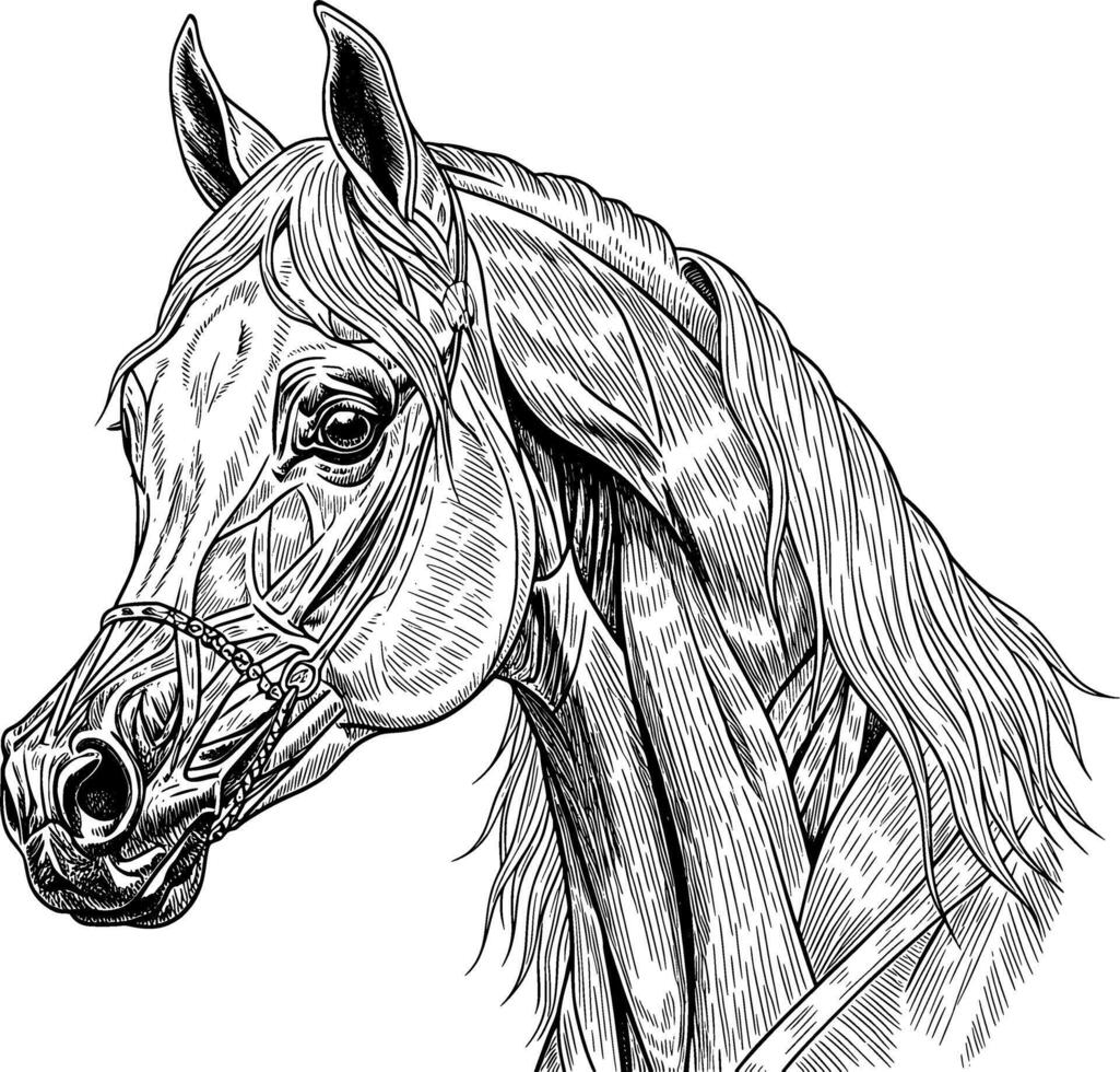 A horse head in black and white vector