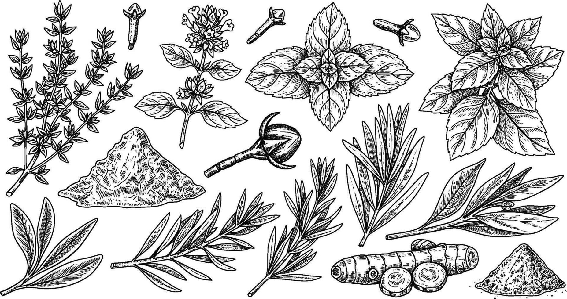 Herbs and spices set of hand drawn illustration vector