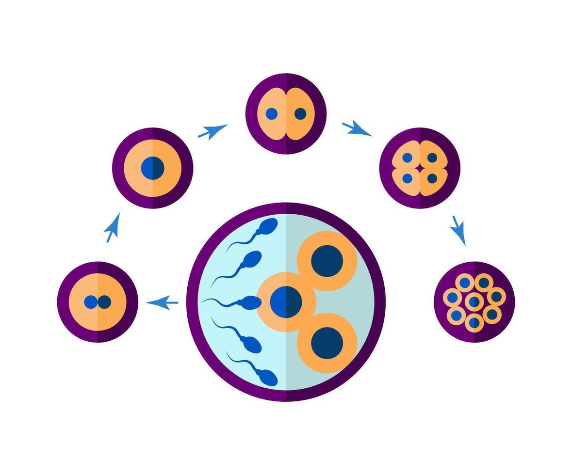 Scheme of Artificial Insemination. In Vitro Fertilization Chart. Cell Division stages. Flat style vector