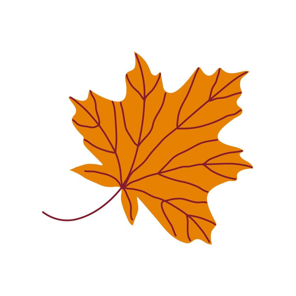 Bright orange maple leaf with detailed veins. Hand drawn illustration for autumn designs. vector