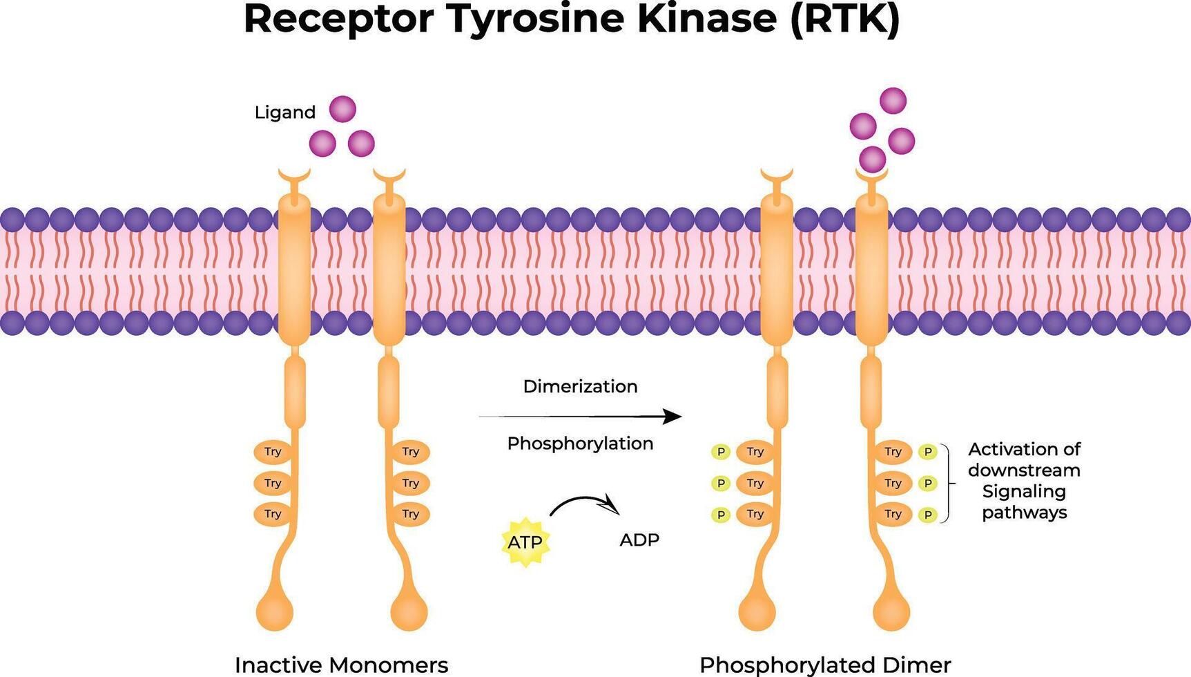 Receptor Tyrosine Kinase RTK Illustration vector