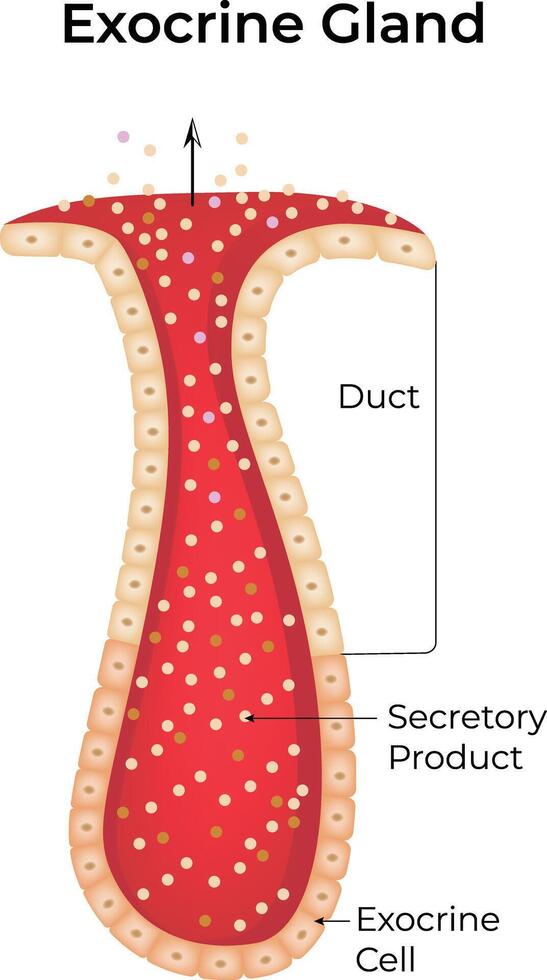 Exocrine Gland Sciene Design Illustration Diagram vector