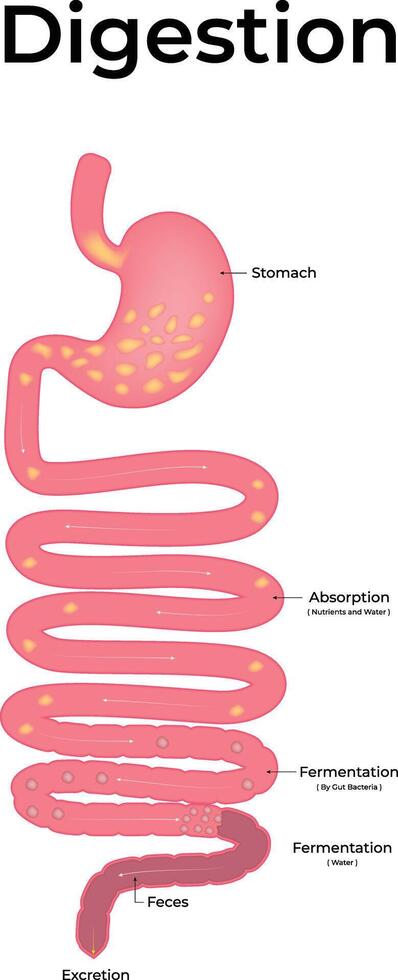 Diagram of the Digestive System vector