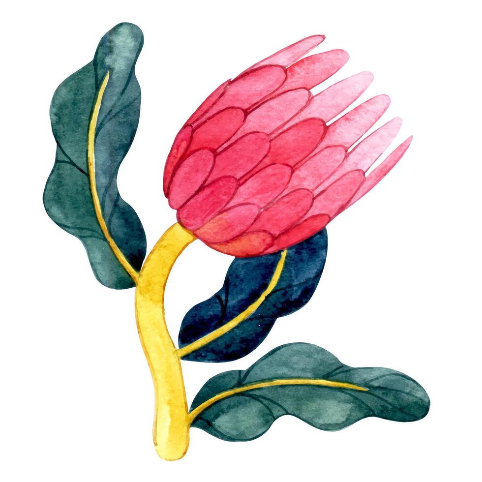protea flower in retro style. watercolor illustration, abstract shape. vector