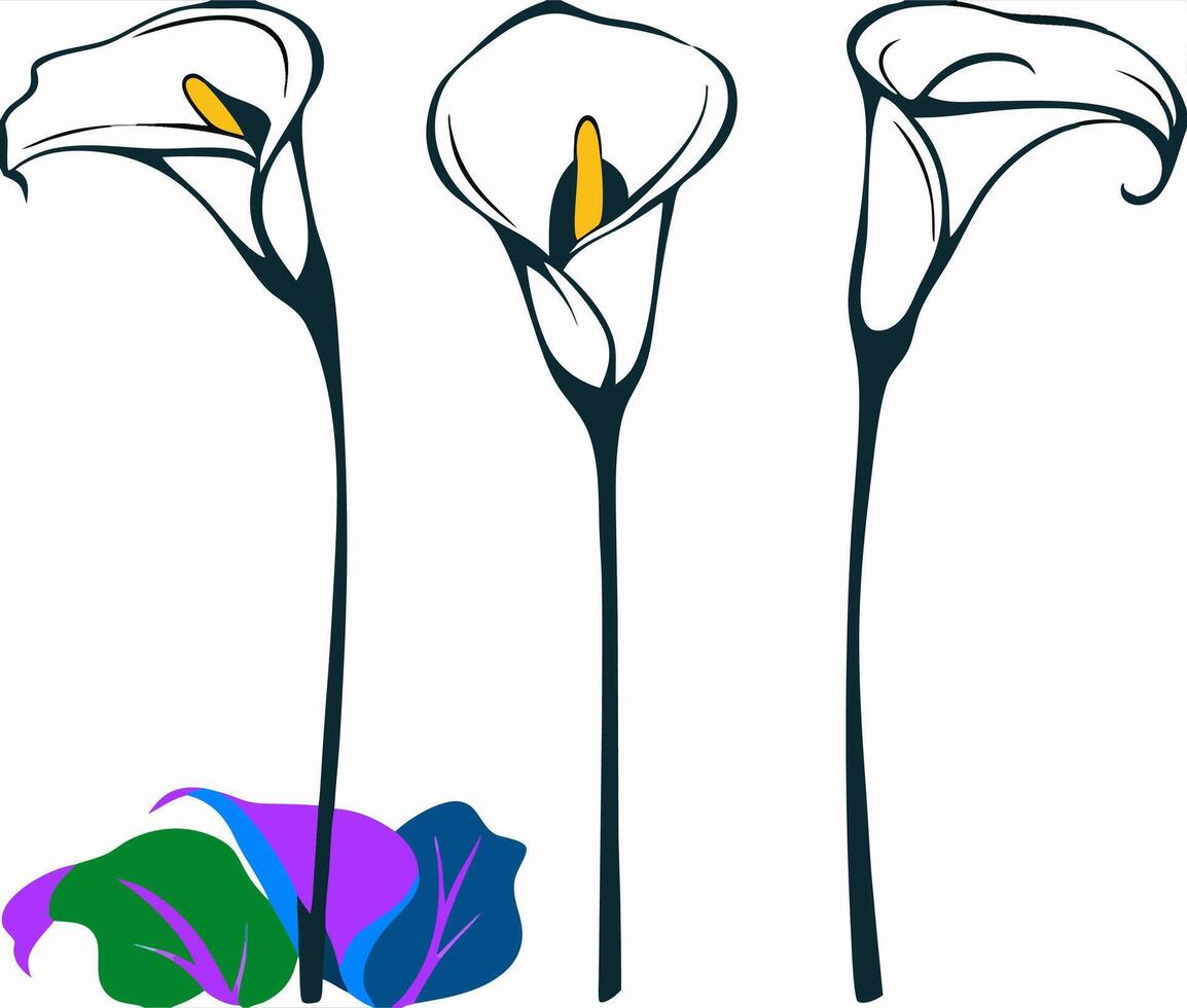 Three Calla Lilies Illustration Elegant Floral Design vector
