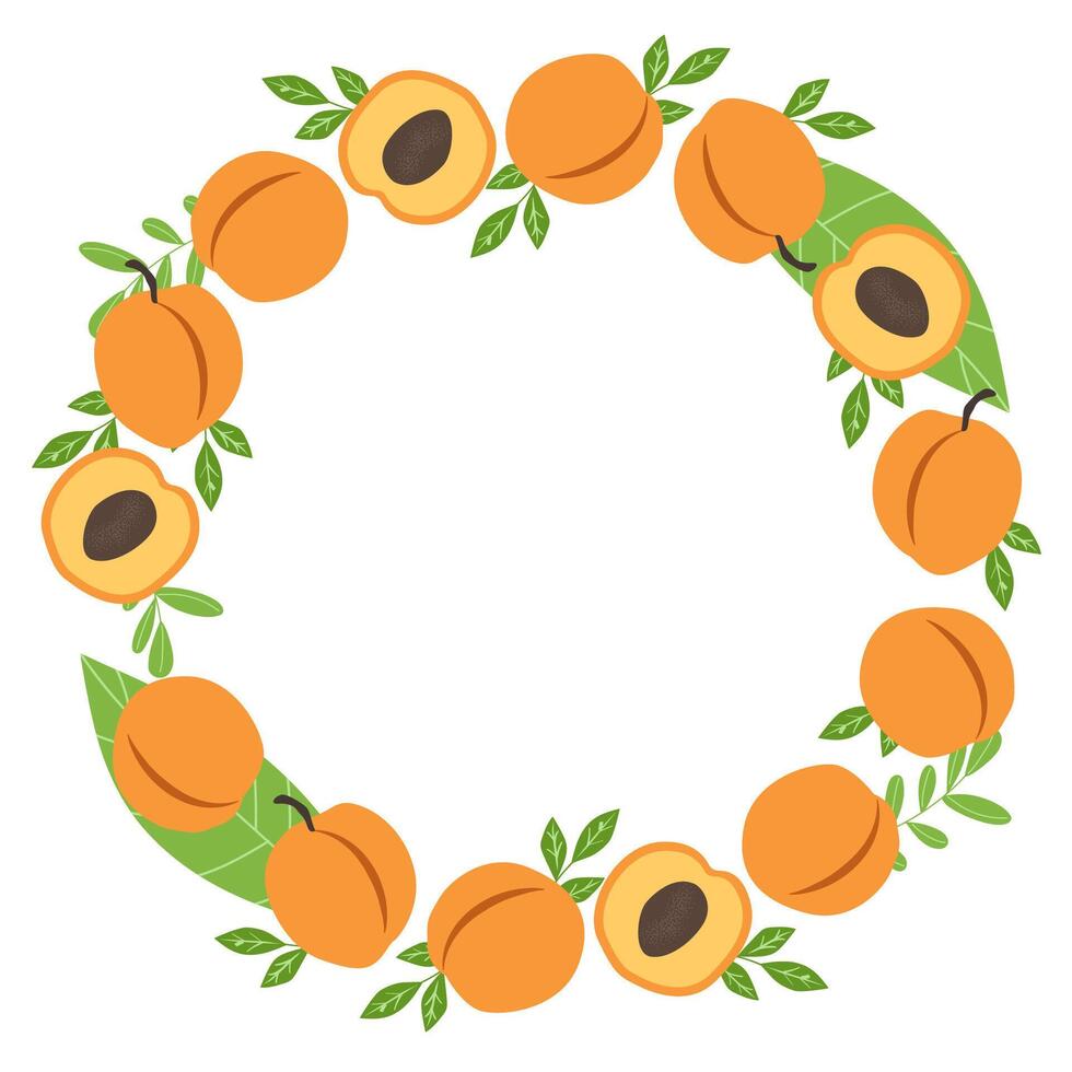 Round frame with apricots and leaves. Summer fruit circle border design. Blank template for decoration, card, and invitation. vector