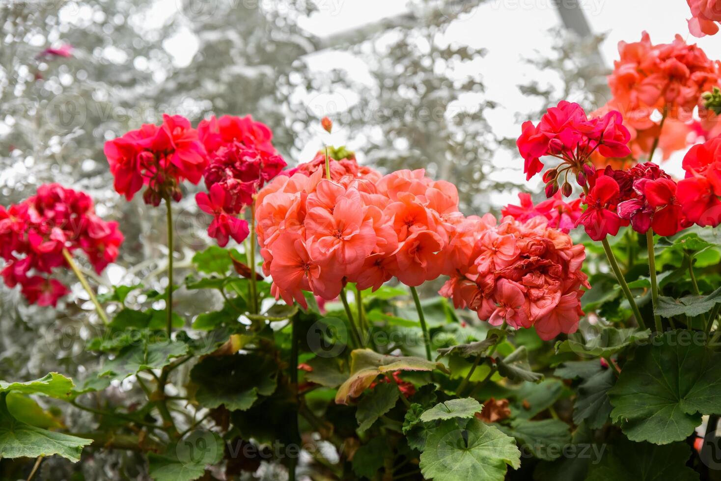 Colorful Pelargonium zonale flowers in shades of coral and red blooming in clusters among green leaves, growing in a garden under soft sunlight. photo