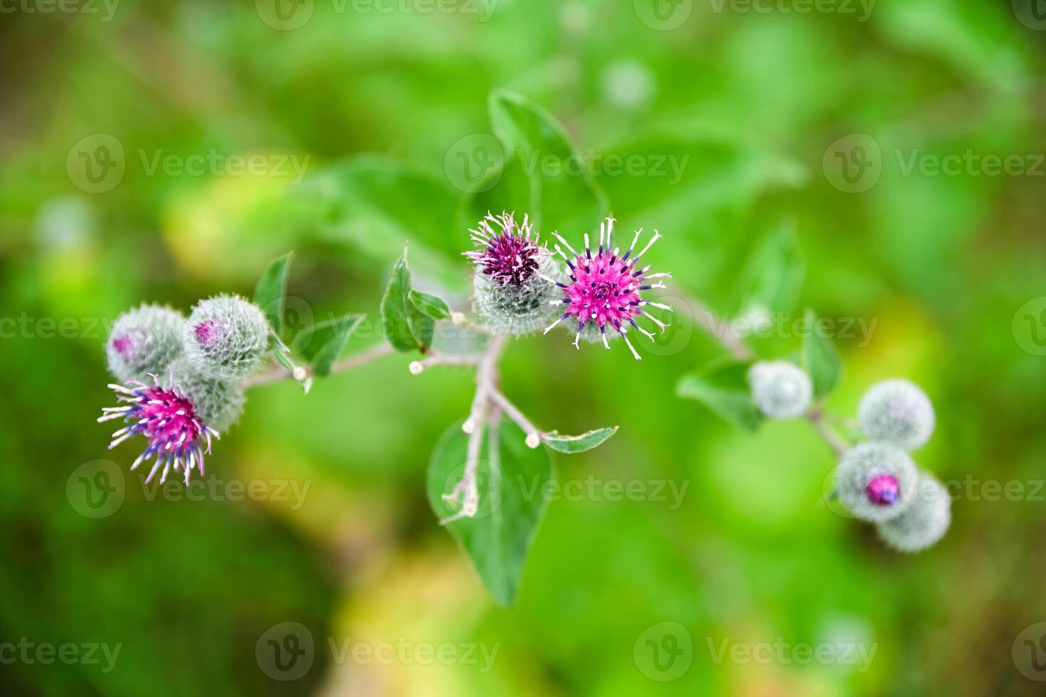 Macro of burdock flower with purple florets and hooked bracts. Detailed view of Arctium in bloom against soft green background. photo