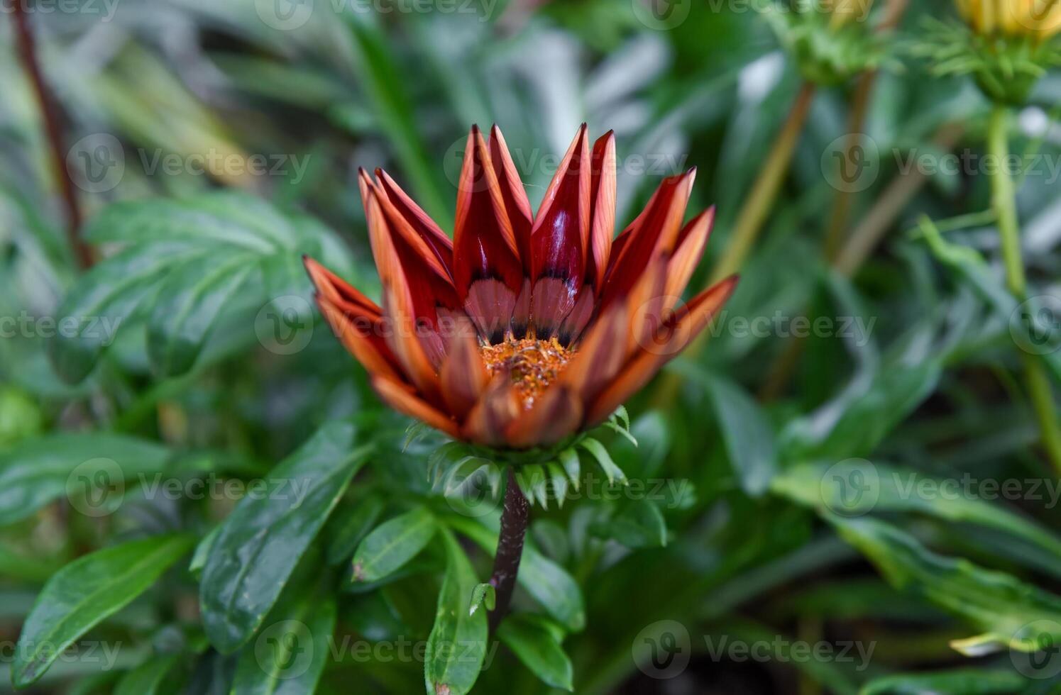 Close-up of a Gazania flower bud with vibrant orange and red petals beginning to open, surrounded by green foliage in a soft natural garden background. photo
