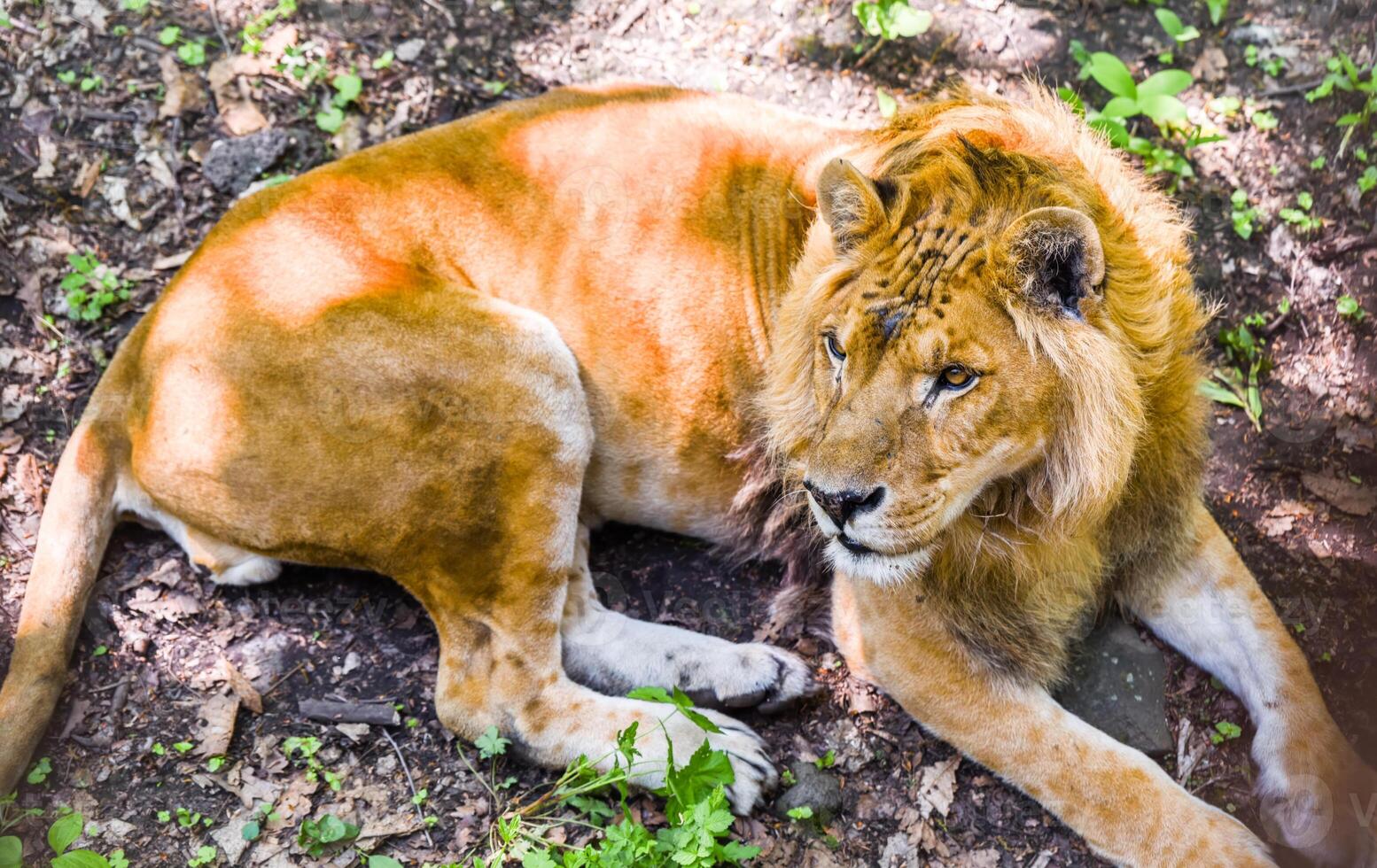 A male lion lies on the forest ground in dappled sunlight, surrounded by leaves and earth. His golden mane glows in natural light. Taken in Primorsky Krai. photo