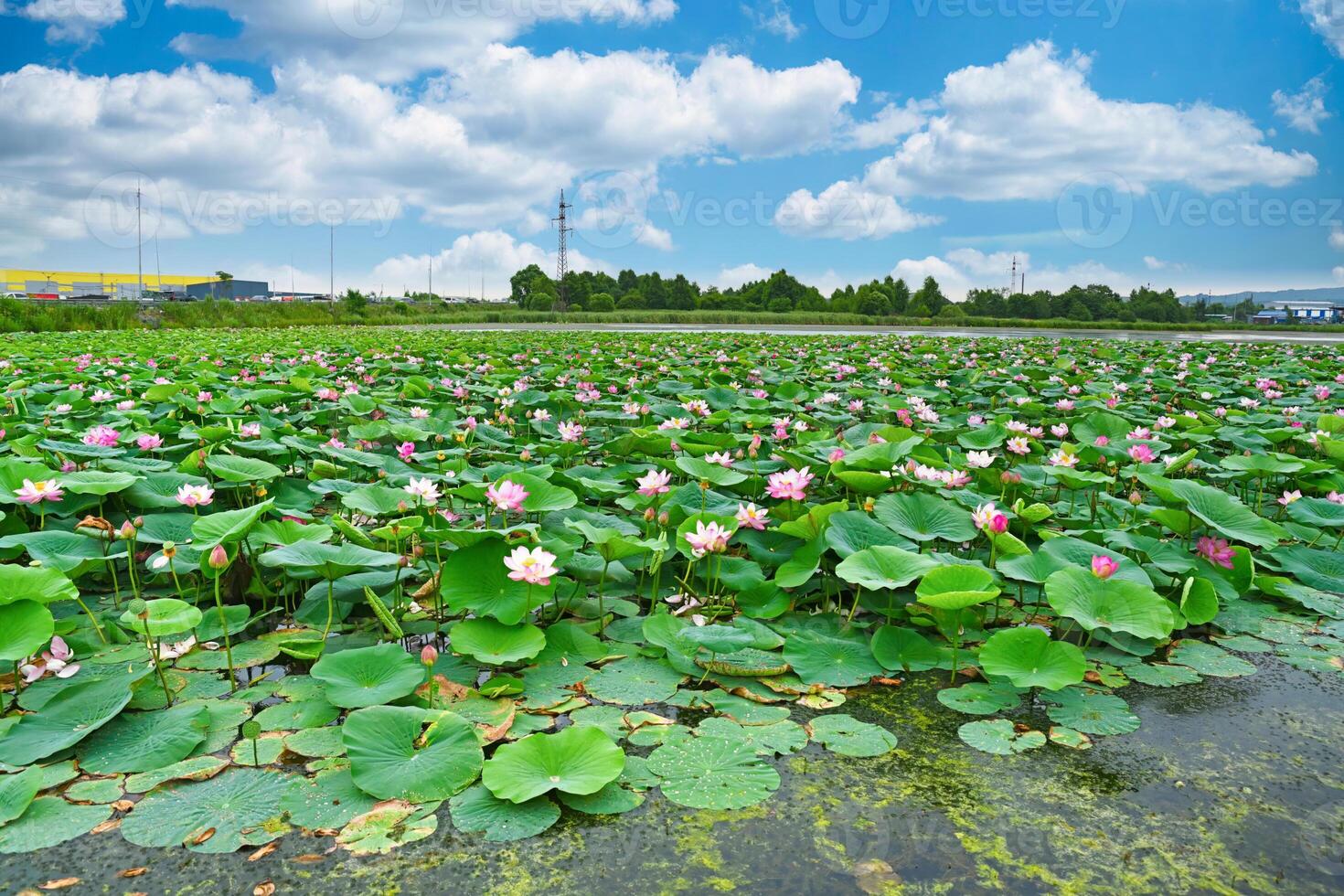 Blooming Komarov lotus field in Primorsky Krai, Far East Russia. Wide view of pink flowers and green leaves under blue summer sky with clouds. photo