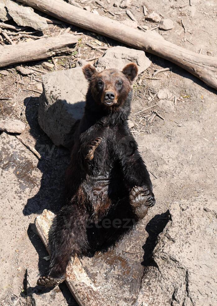A Kamchatka brown bear sits with eyes half-closed, looking relaxed and at ease as it seems to enjoy a peaceful moment under the sun. photo