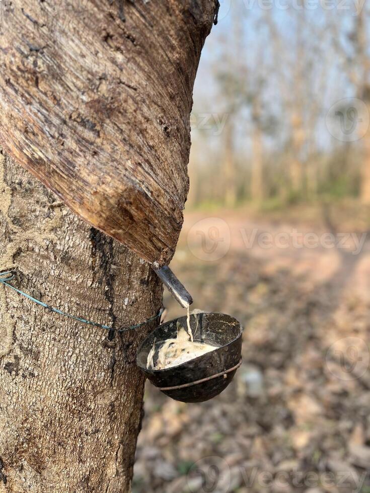 Rubber making materials are being collected from rubber trees. photo