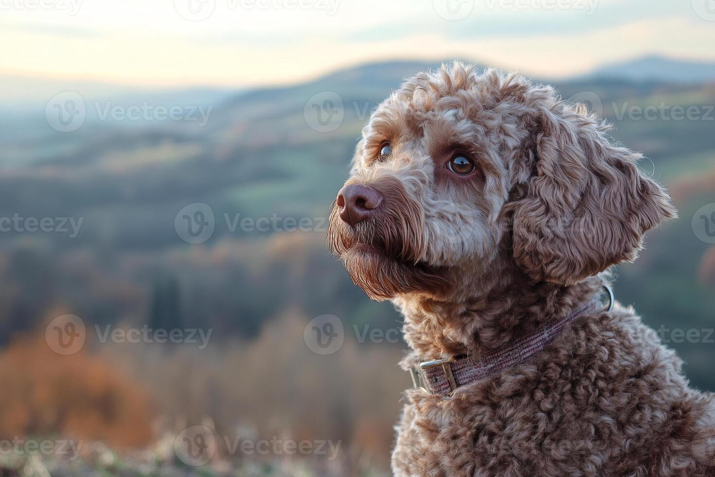 Adorable brown dog enjoying the mountain view during sunset photo