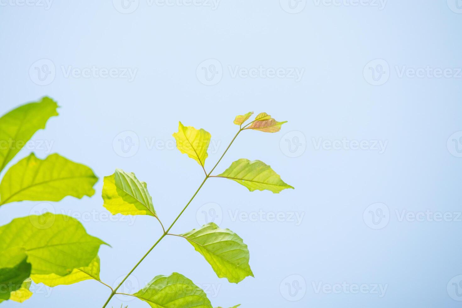 A close up of a tree with leaves photo