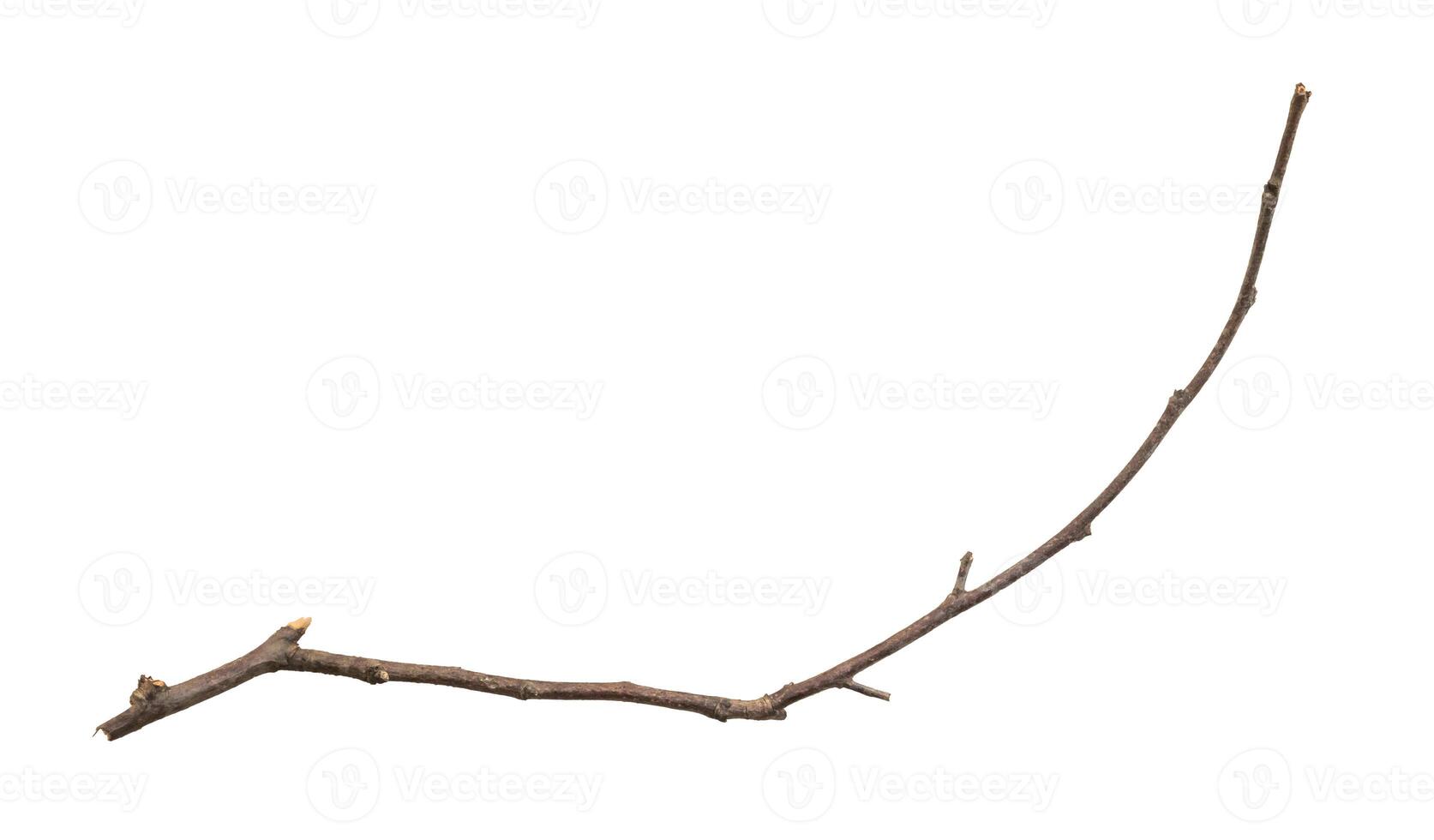 A branch with no leaves is shown photo