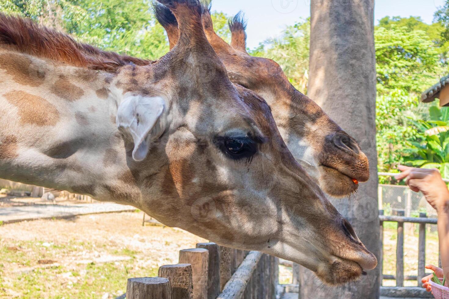 A woman feeding a giraffe with a stick photo