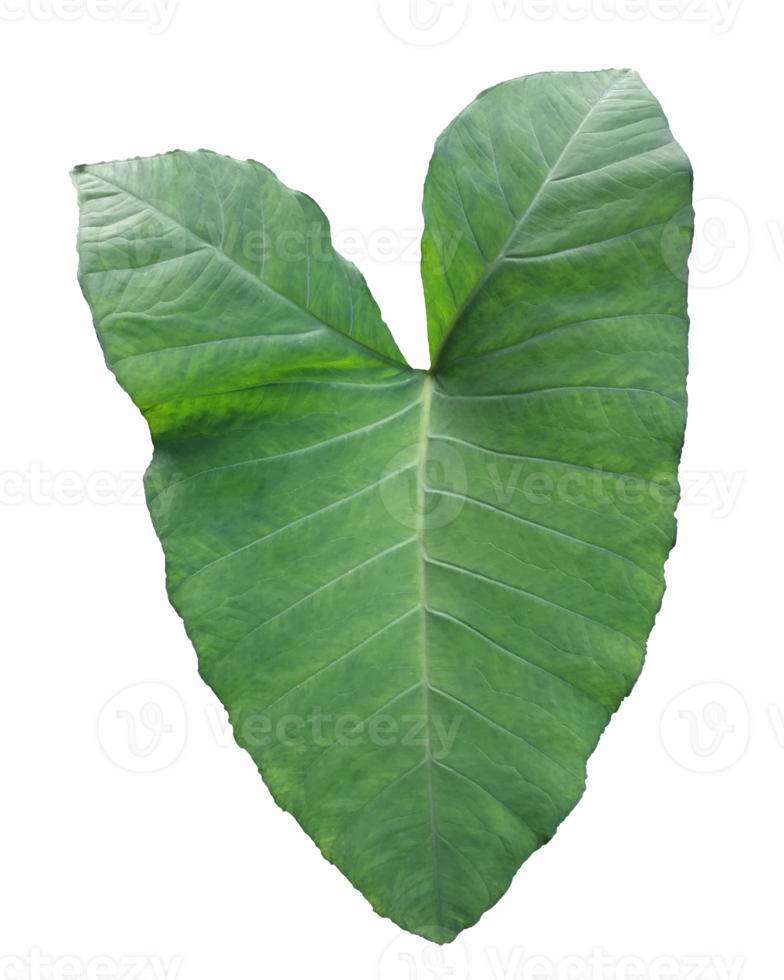 Xanthosoma sagittifolium, Tropical plants isolated on a transparent background png