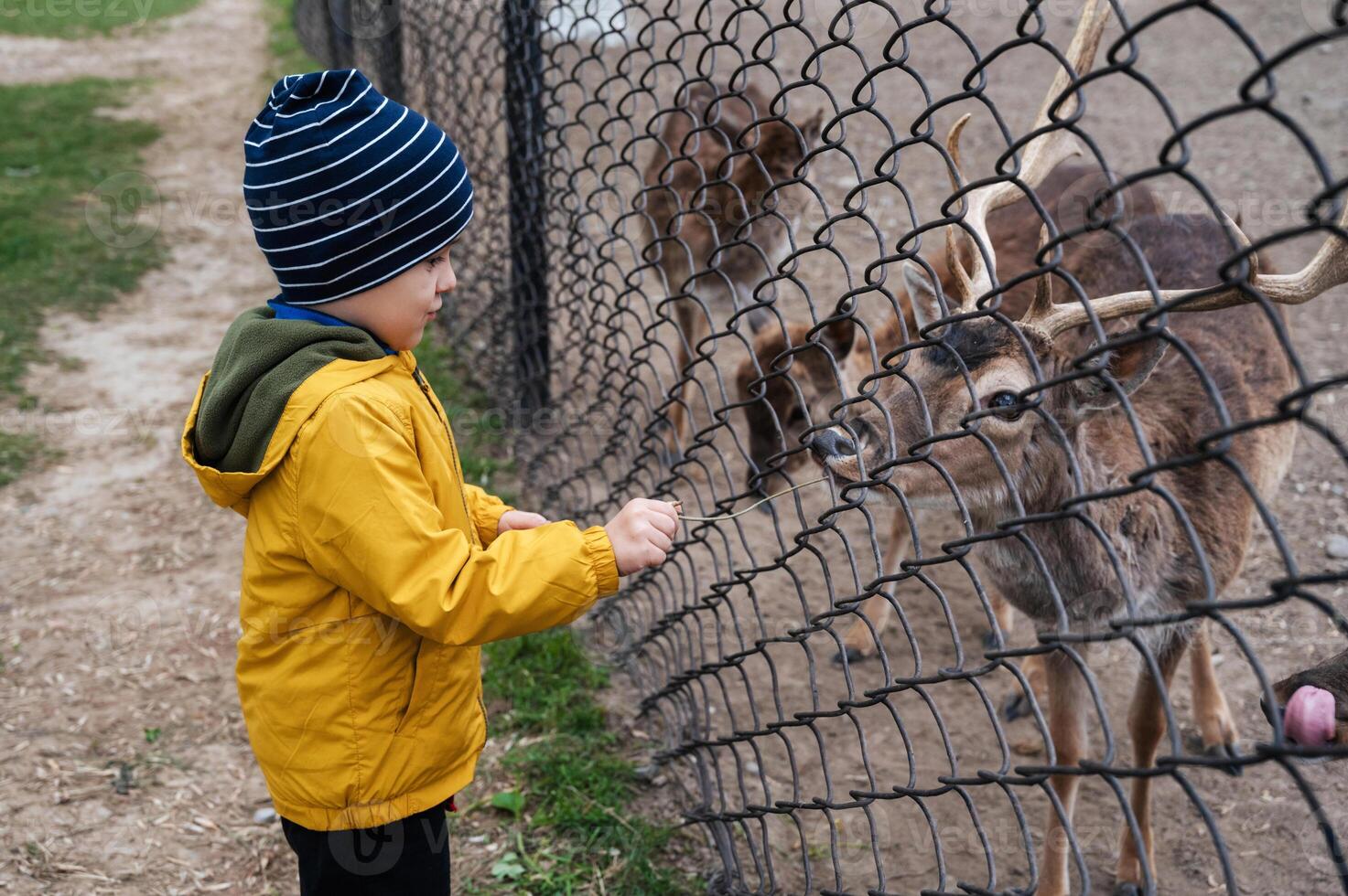 A 5-year-old boy feeds deer greens during a vacation at the zoo photo