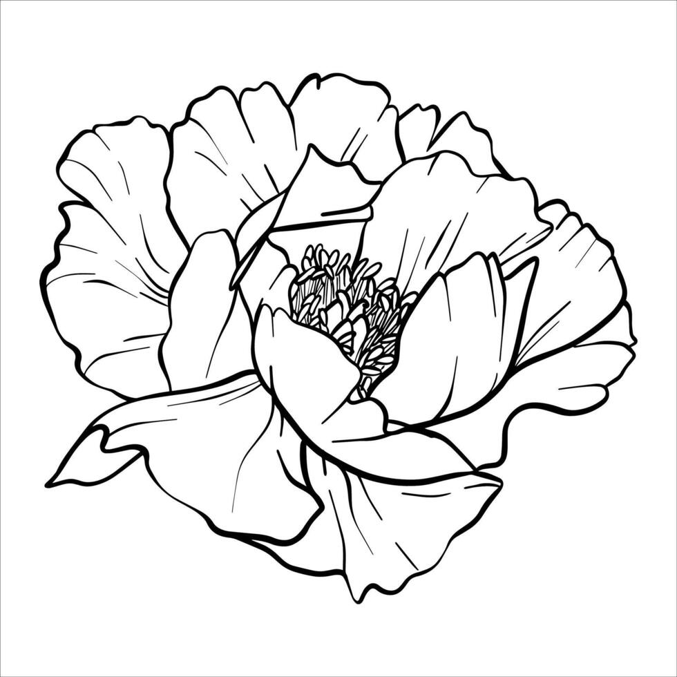 Peony flower illustration. Plant drawing in line art style. flower sketch painted by black inks. Graphics hand drawn outline element. Elegant wildflowers for invitation save the date card vector