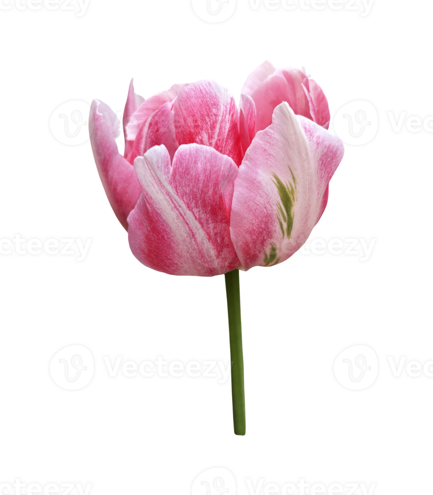 Tulip spring garden flower, cutout with clipping path isolated object, beautiful single springtime plant, floral element of design, decor png