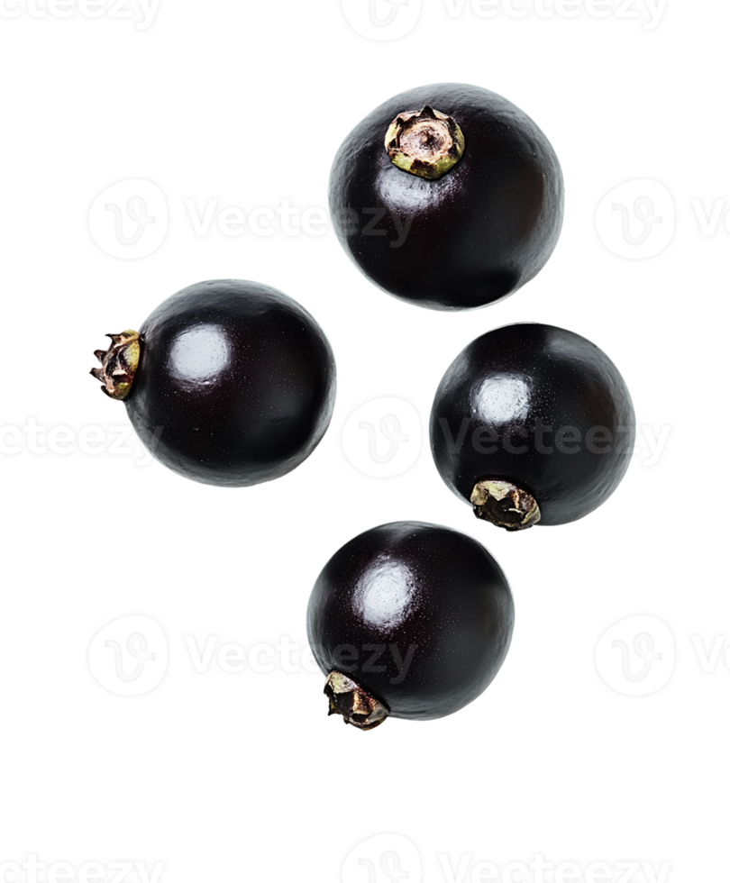 Four Glistening Blackcurrants on Transparent Background png
