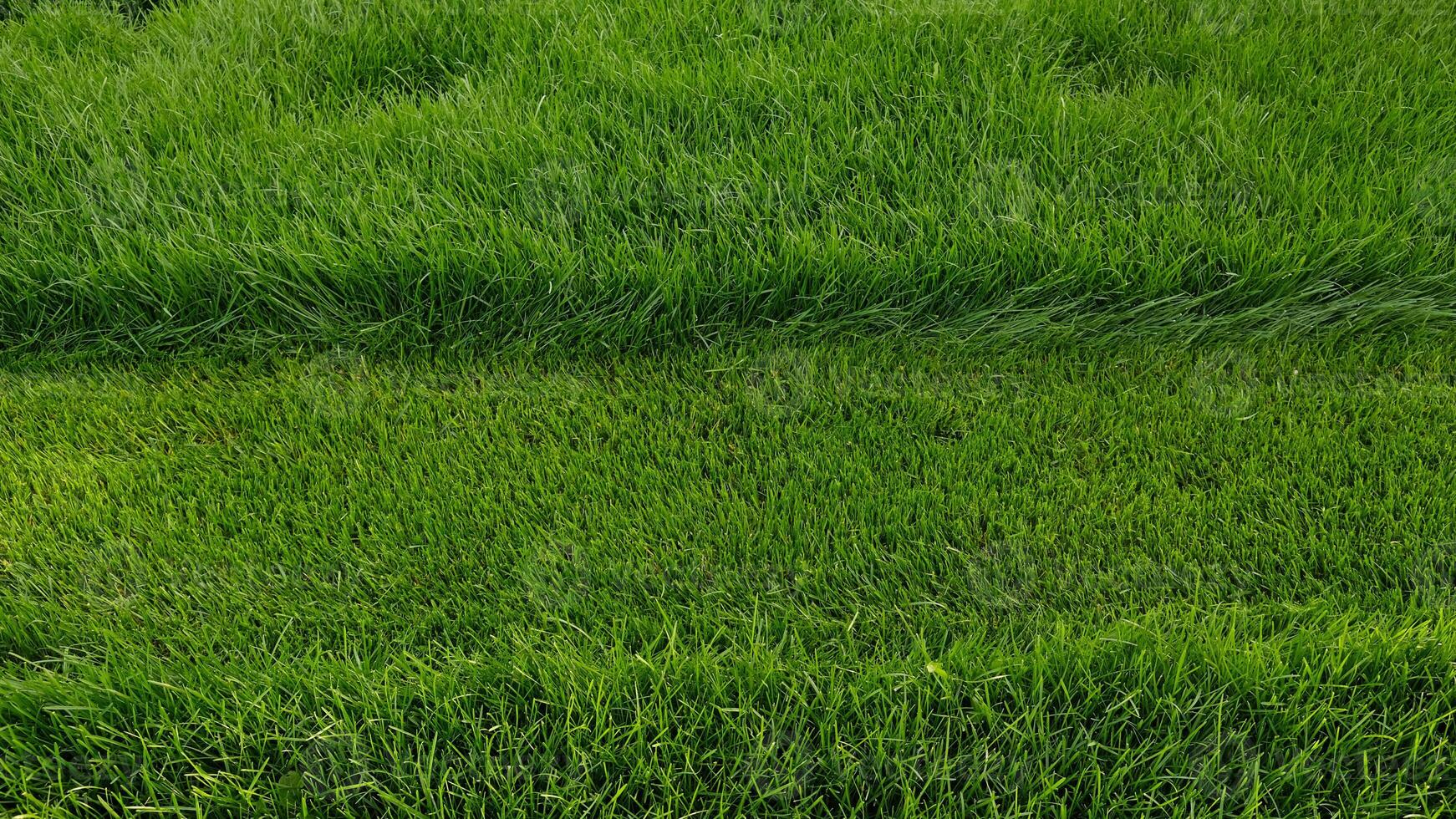 Mowing overgrown lawn, part of grass has been cut off. Contrast of vibrant green grass, featuring perfectly mowed section next to overgrown area. Transformation of unkempt lawn after lawnmowers pass. photo