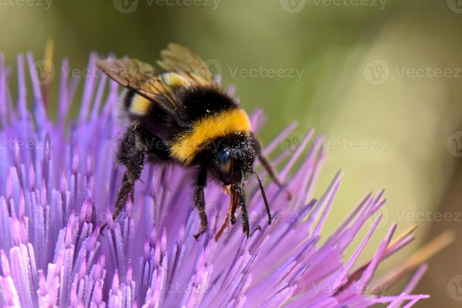 Macro shot captures fuzzy bumblebee with its proboscis extended, busily collecting nectar from the vibrant purple florets of a thistle-like flower. photo