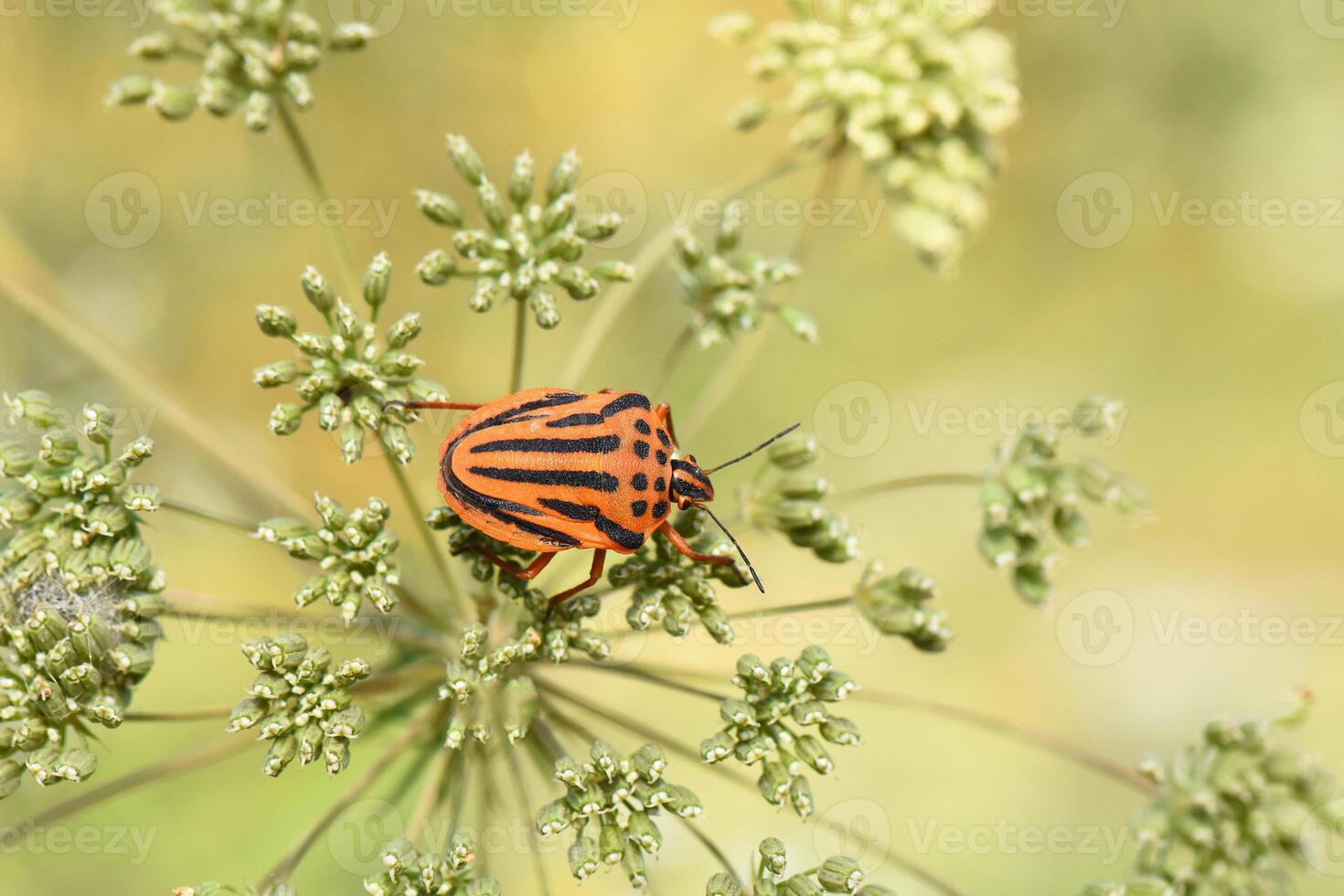 A detailed macro shot captures a vibrant orange and black striped shield bug resting on the intricate green seed head of a plant. photo