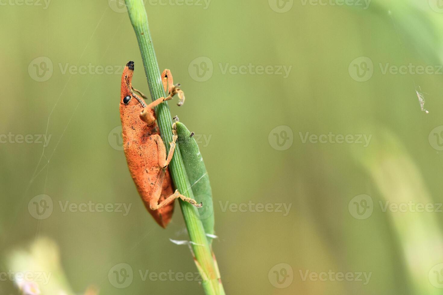 A vivid orange-red weevil with a distinctive snout and long antennae steadily climbs a vibrant green plant stem, captured in sharp focus against a soft, blurred background. photo