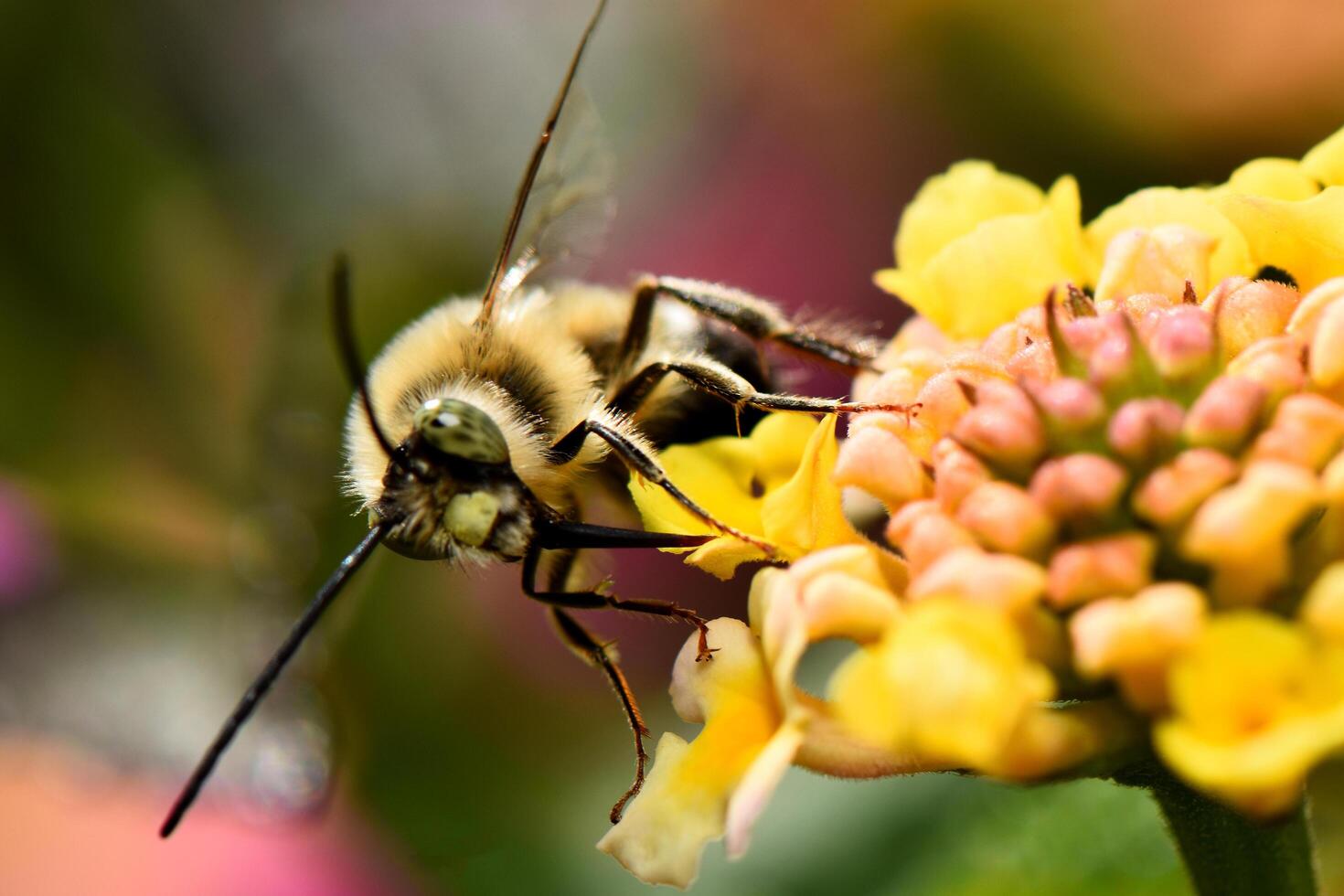 A detailed macro shot captures a fuzzy, long-proboscis bee fly with iridescent eyes and translucent wings, perched delicately on a cluster of vibrant yellow and pink flowers. photo