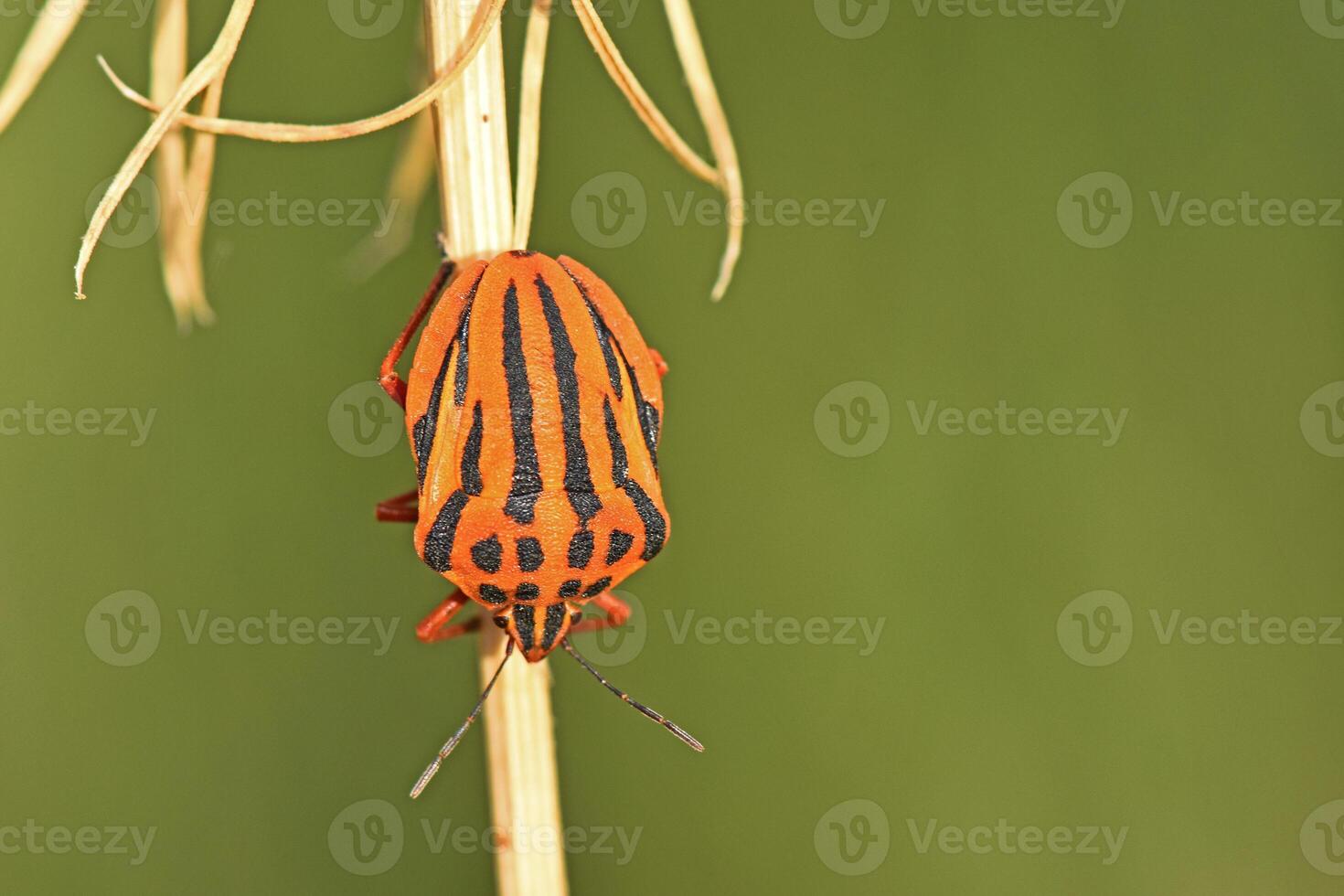 macro shot of a brightly colored striped shield bug, showcasing its distinctive red and black patterns, as it clings to a dry plant stem. photo