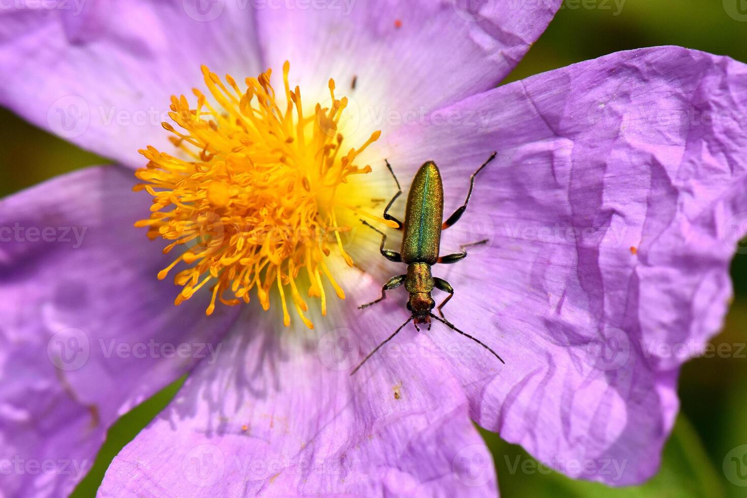 A stunning macro shot of a sleek, metallic green beetle resting gracefully on the delicate petals of a vibrant purple Cistus or rockrose flower. photo