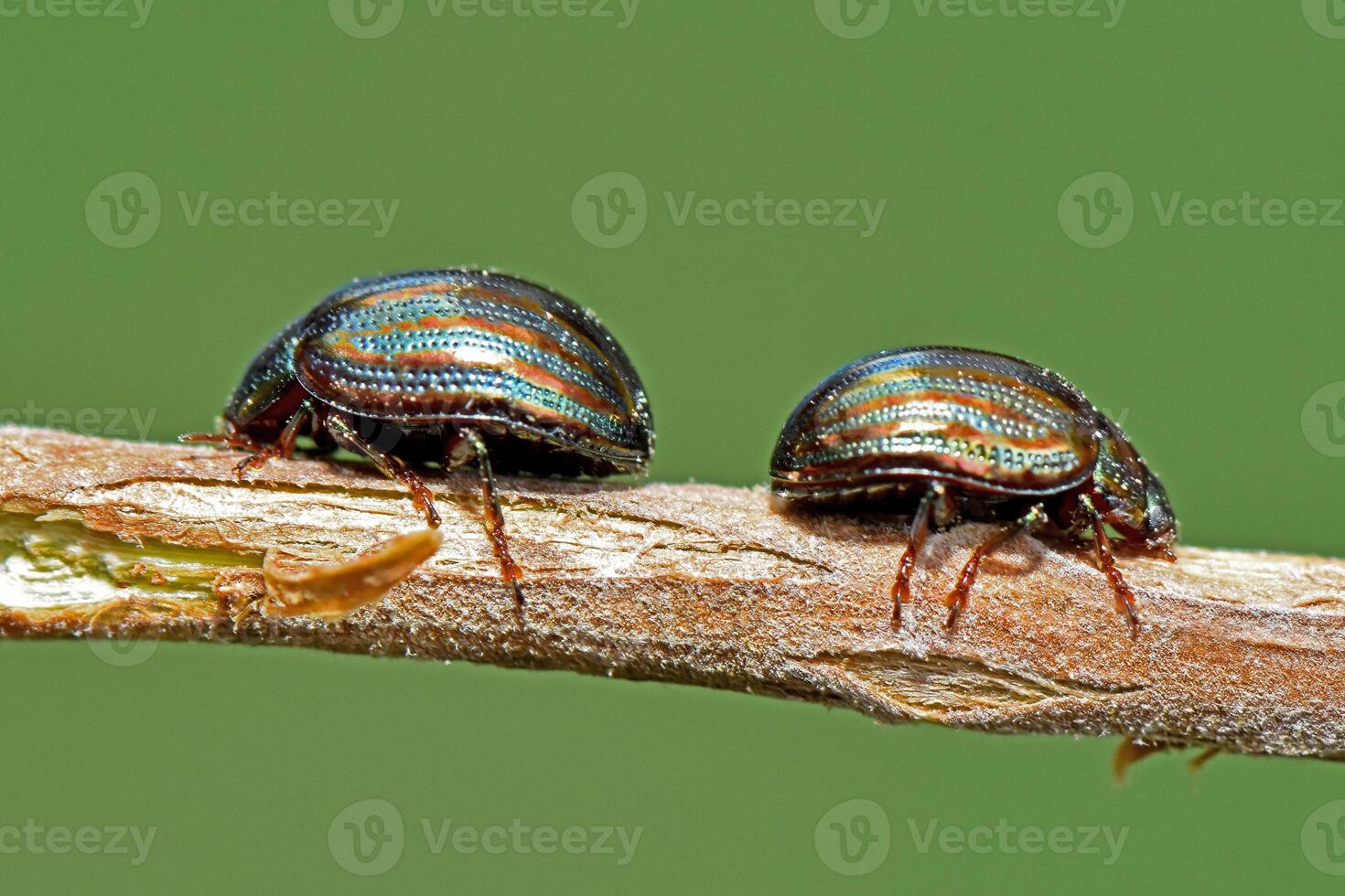 macro close-up features two small, brilliantly iridescent beetles, showcasing their unique striped shells with metallic hues of blue, green, and copper. photo