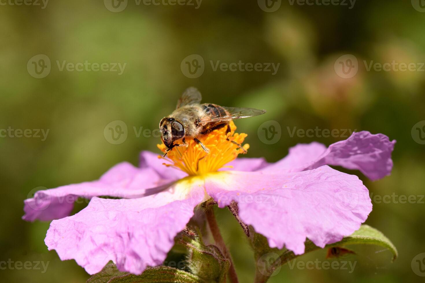 close-up of a bee, adorned with delicate wings and a segmented body, diligently collecting nectar and pollen from the bright yellow center of a soft pink rockrose flower, photo