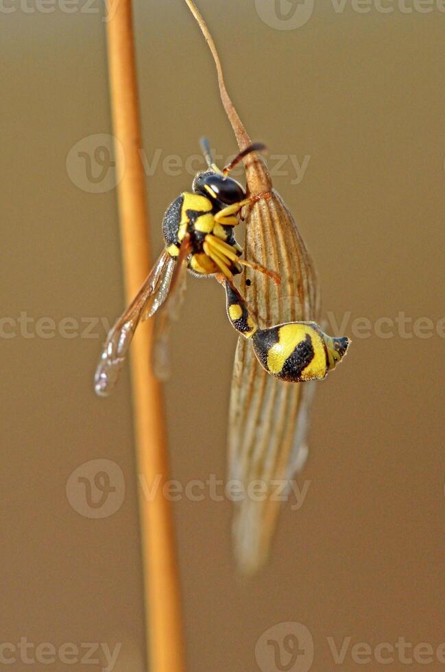 macro shot captures a distinct yellow and black banded potter wasp, Eumenes sp., with its characteristic slender waist, clinging to a dried, golden brown plant stem. photo