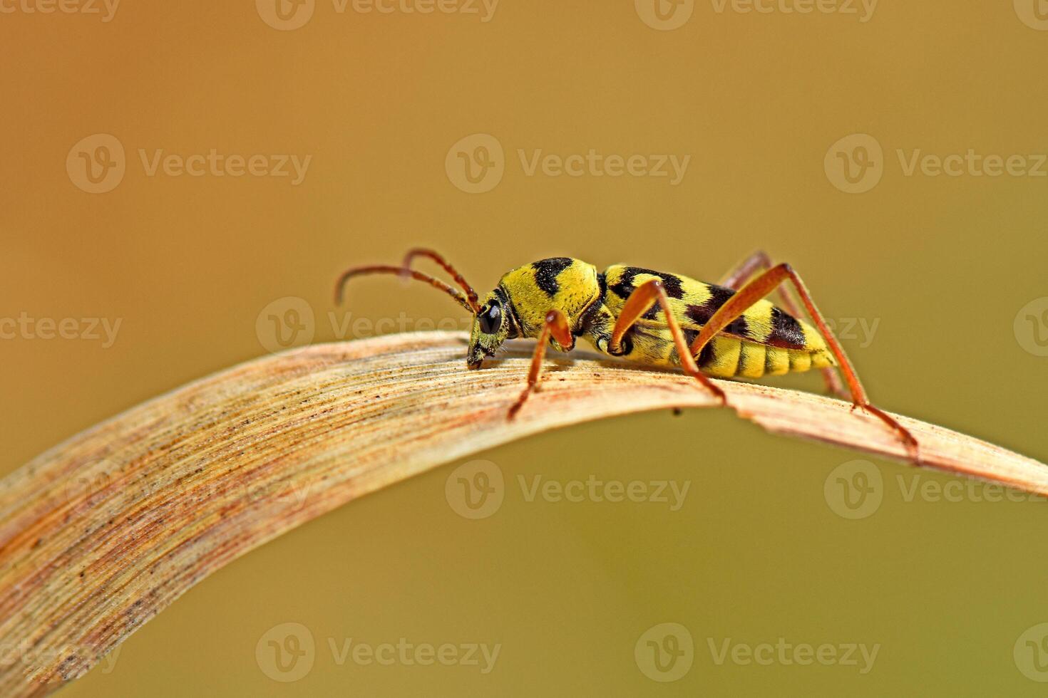 A vibrant yellow and black striped Chlorophorus beetle perches on a curved, dried brown leaf, showcasing its distinct patterns against a soft, muted background. photo
