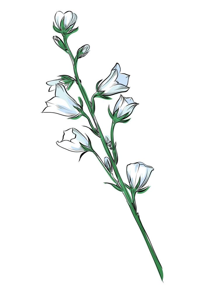 Bellflower botanical stem illustration vector