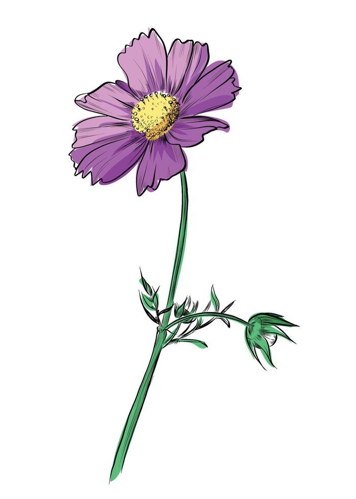 Hand drawn pink cosmos flower with green stem vector