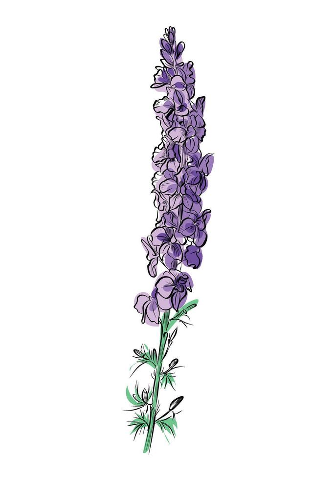 Pink larkspur flower with green leaves vector