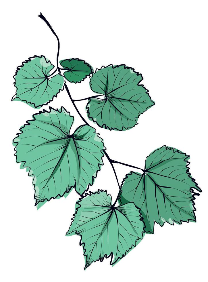 Grape vine with green grape leaves vector